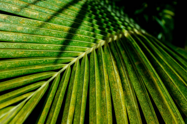 istock Close up view green coconut leaf 1327584319