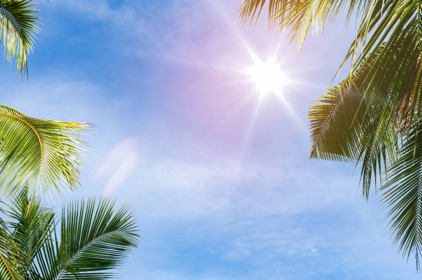 green coconut leaf frame with sunlight on sky background