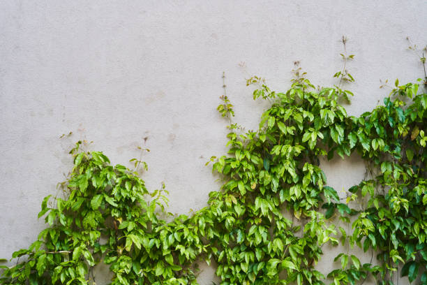 istock The Green Creeper Plant on a wall. Background 1327584497