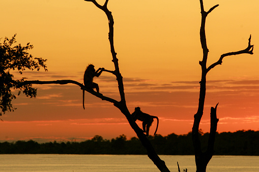 Baboons sitting in a tree at sunset in the Okavango Delta