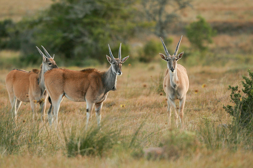 Three young eland bulls grazing on grasslands.