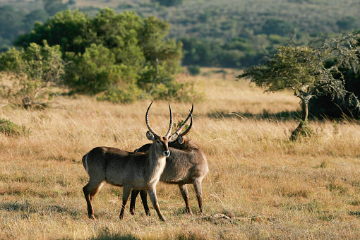 Two male waterbuck antelope in the bushveld.