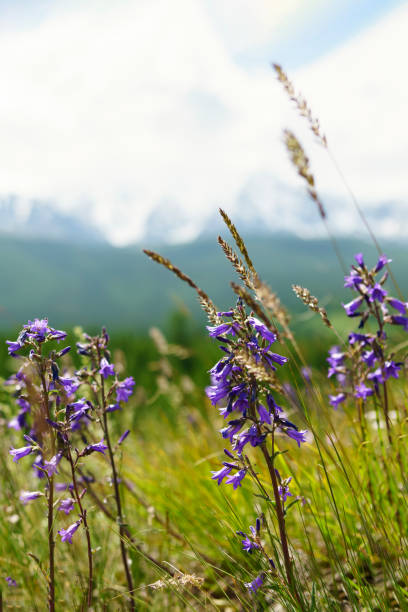 istock Blurred background of meadow grass and flowers 1327585616