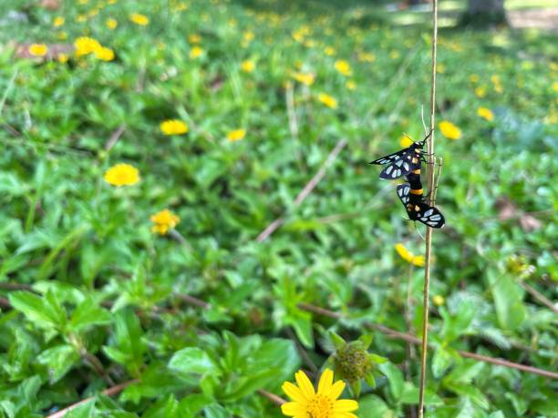 istock Butterfly mating in nature. 1327586950