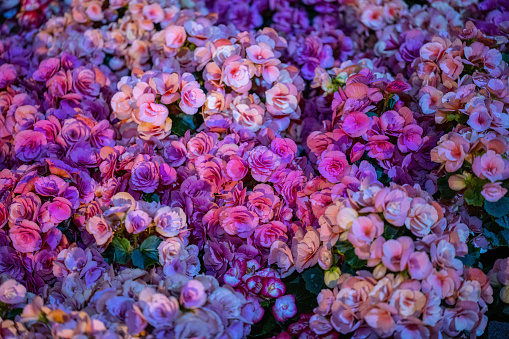 A wall bouquet of hundreds of pink roses together.