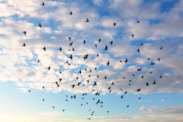 istock Flock of birds flying under the clouds 1327587770