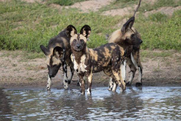 istock African Wild Dog Stare Down 1327587785