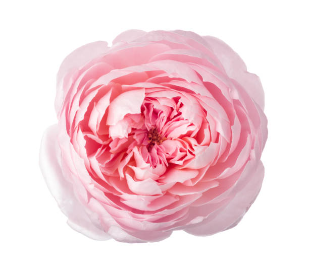istock Light pink Rose isolated on white background. 1327589771
