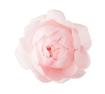 Roses buds cutout, pink rose flowers isolated on background, PNG file.