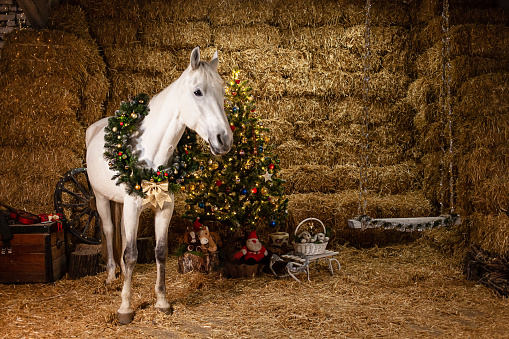 Christmas decorations on the stables. A beautiful horse with a wreath around his neck. Christmas tree with balloons, photo zone for The New Year.