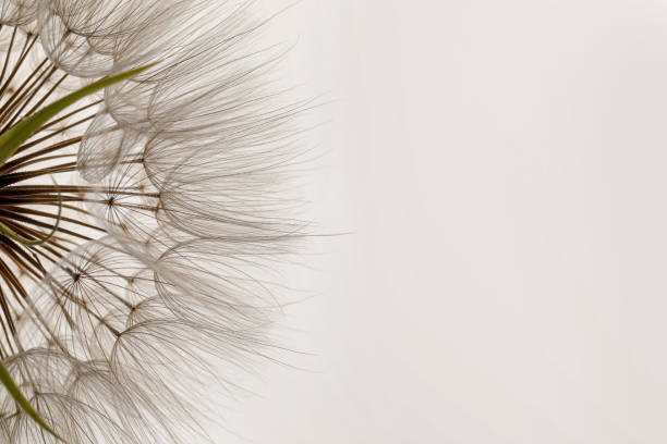 istock Beautiful fluffy dandelion flower on white background, closeup 1327590808