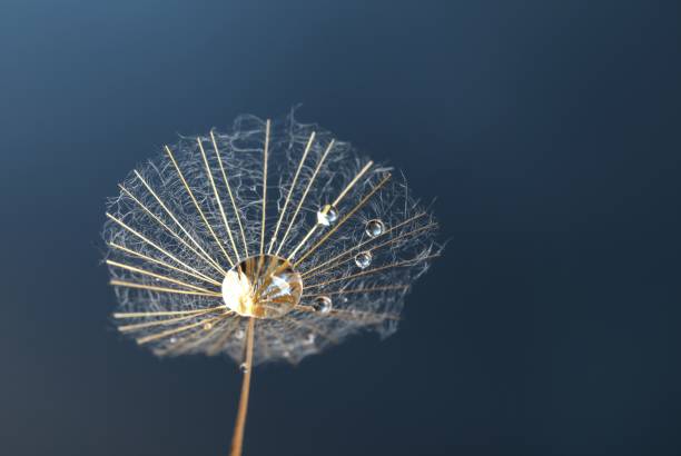 semente de flor de dente-de-leão com gotas de água no fundo azul, close-up - dandelion nature water drop - fotografias e filmes do acervo