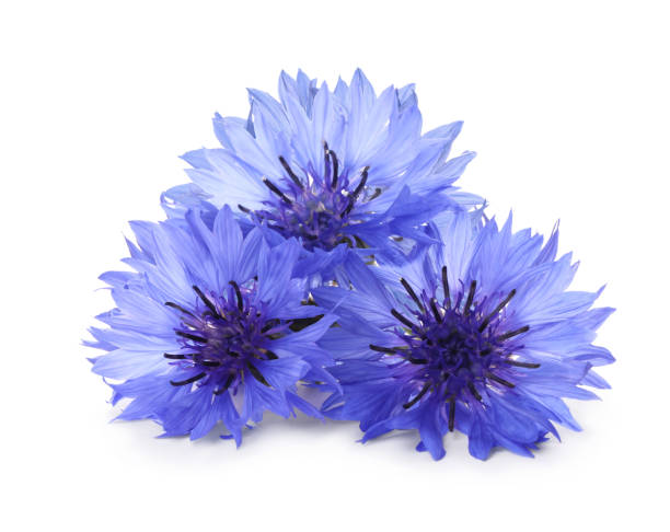 istock Beautiful tender blue cornflowers isolated on white 1327590976