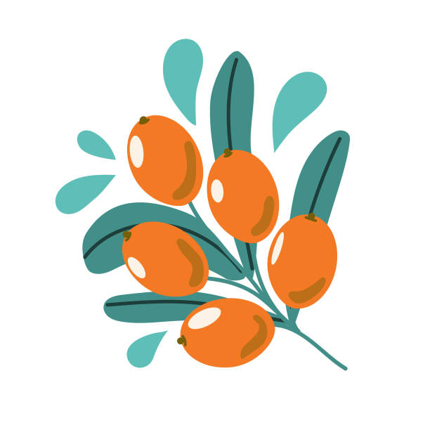 ilustrações, clipart, desenhos animados e ícones de ramo de espinheiro marinho, ramo com frutas e folhas. ilustração plana moderna. - sea buckthorn