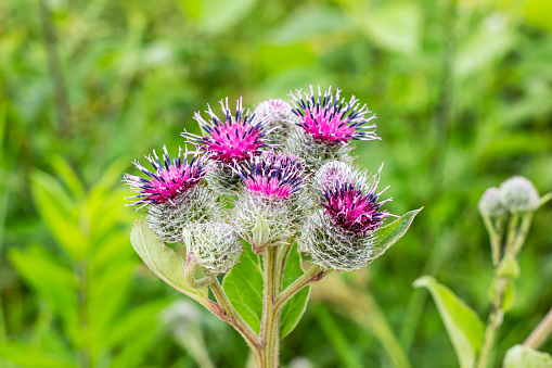 Green leaves and purple flowers of a wild greater burdock (Arctium lappa) in summer in the meadow