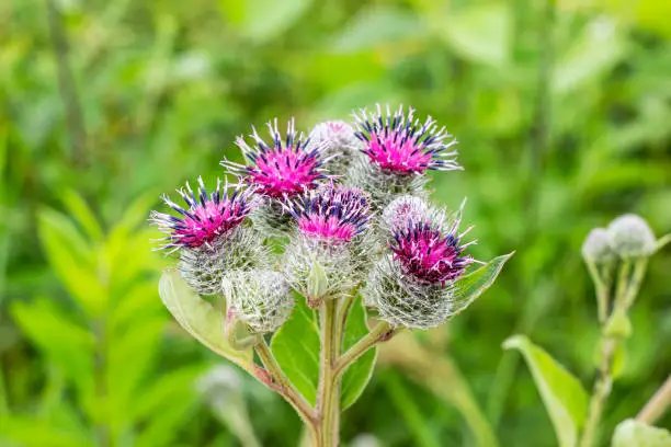 Green leaves and purple flowers of a wild greater burdock (Arctium lappa) in summer in the meadow.