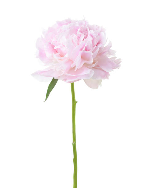 istock Light pink Peony isolated on white background. 1327591243