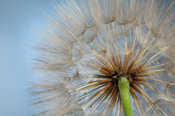 istock Beautiful fluffy dandelion flower on blue background, closeup 1327591360