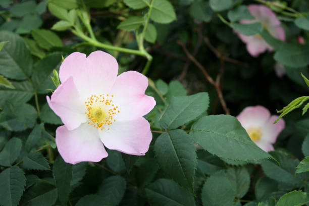 Flowers of wild rose Flowers of wild rose. Blooming of wild rose bush. Rose hip flowers close-up wild rose hip stock pictures, royalty-free photos & images