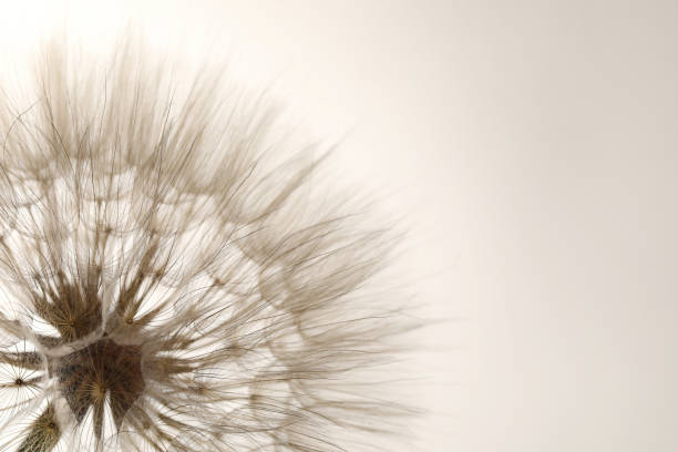istock Beautiful fluffy dandelion flower on beige background, closeup. Space for text 1327592056