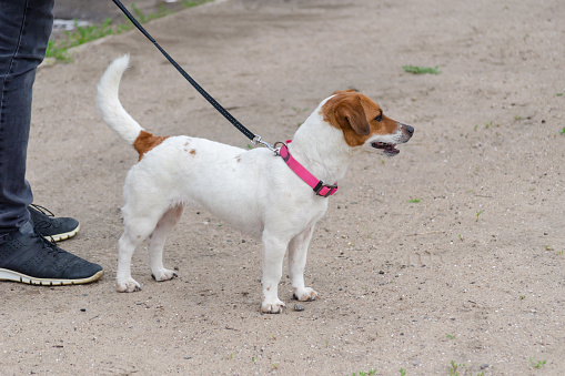 Man walks his pet on leash. Lowerm section of man with Jack Russell Terrier wearing pink collar. Man wearing gray jeans and black sneakers. Side view.