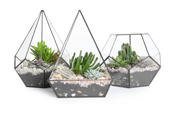 istock Glass florarium vases with succulents on white background 1327592233