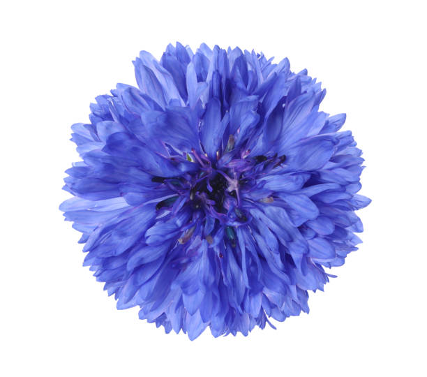 istock Beautiful tender blue cornflower isolated on white 1327592461