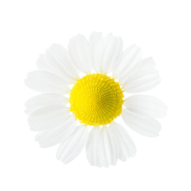 istock Small flower of Chamomile (Matricaria chamomilla) isolated on white background. Close-up 1327592580