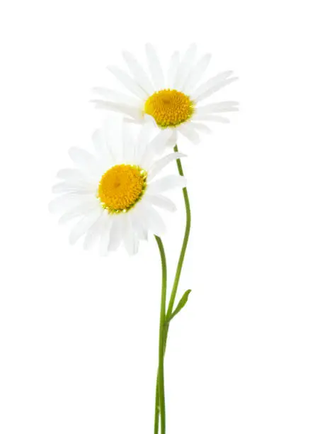 Photo of Two flowers of Chamomile ( Ox-Eye Daisy ) isolated on a white background.