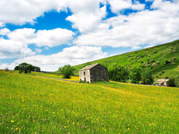 istock Buttercups in a meadow with barns 1327596170