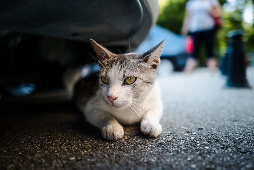 Close up color image depicting a cat with white and grey fur hiding underneath a car on a city street. Room for copy space.
