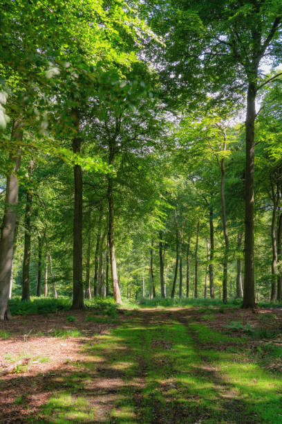 istock Dirt Track Through The Woods 1327597183