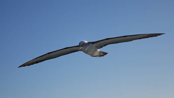Buller's Albatross, Kaikoura coast, New Zealand. Buller's Albatross, soaring along the Kaikoura coast, south island, New Zealand. albatross photos stock pictures, royalty-free photos & images