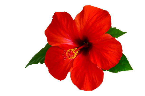istock red hibiscus flower 1327598818