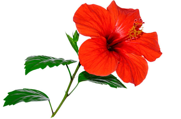 istock beautiful hibiscus flower 1327598819