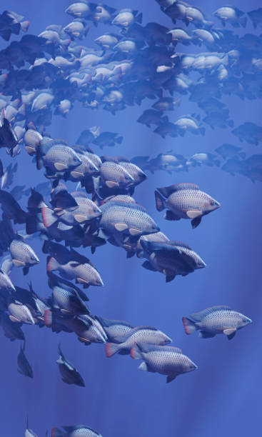 魚の群れが群れで泳ぎ、水中の円が輝いています。ティラピアの多くは、グループやグループで泳ぎます。当然のことながら、水中では、魚の群れが食べ物のために供給されます。3d レンダ� - pond life ストックフォトと画像