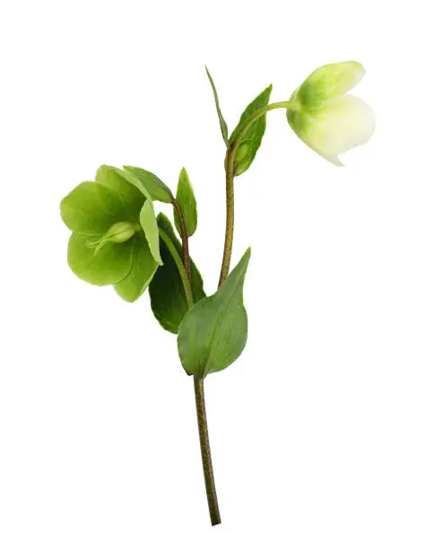 Green hellebore flowers, buds and leaves isolated on white