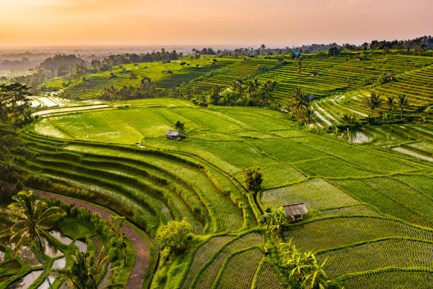 Bali, Sunrise over Jatiluwih Rice Terraces. View from above. Sunrise scene - early morning on Jatiluwih Rice Terraces. Aerial view of rice fields in a morning sun light. jatiluwih rice terraces stock pictures, royalty-free photos & images