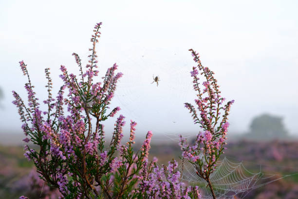 Spider in a web in blooming Heather plants during sunrise in summer in the Veluwe nature reserve in Gelderland, The Netherlands.