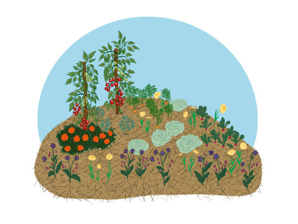 illustrations, cliparts, dessins animés et icônes de illustration vectorielle dessinée à la main de la permaculture énormelkultur avec des légumes et des fleurs - french marigold