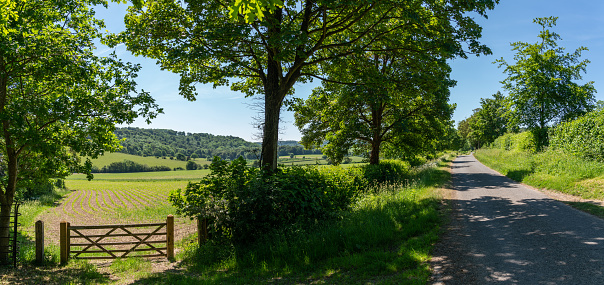 A narrow country road running through the Chiltern Hills in Buckinghamshire, UK. Off to the left we see a crop growing in a field.