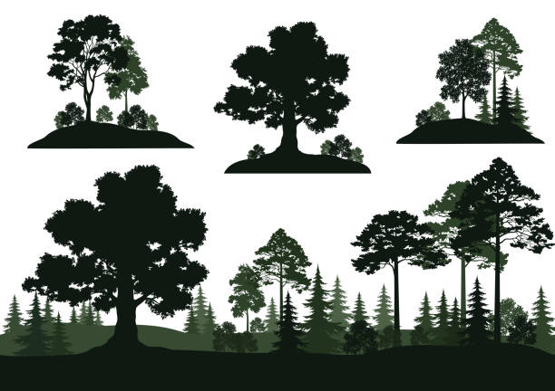 установить пейзажи - glade forest oak tree tree stock illustrations