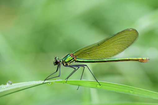 a dragonfly of the genus Demoiselle (Calopteryx) sits on a damp blade of grass in nature, against a green background with water drops on the grass