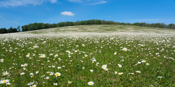 istock Daisies In A Summer Meadow 1327604883
