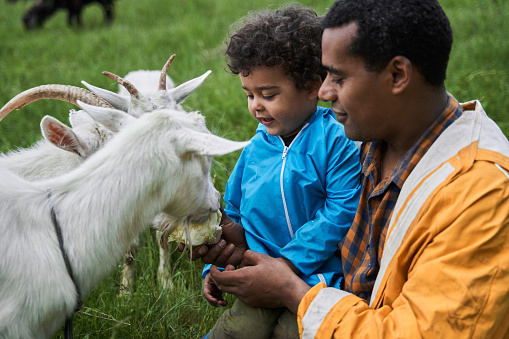 Cropped view of the careful multiracial man giving cabbage to the goat while feeding animals with his son at the green hill. Nature concept. Stock photo