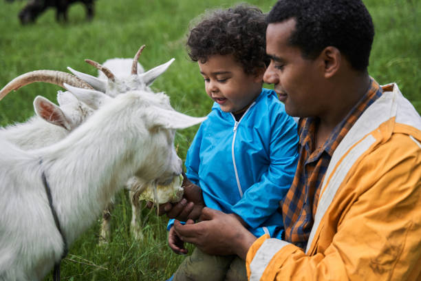 man giving cabbage to the goat while feeding animals with his son - animals feeding animal child kid goat imagens e fotografias de stock