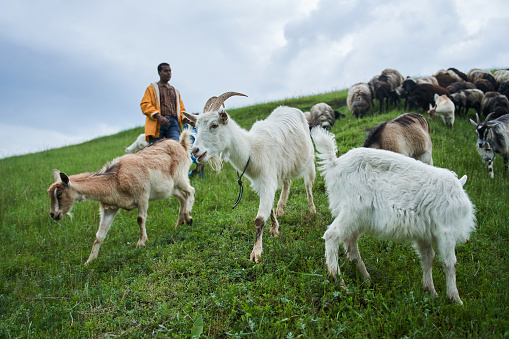 Full length view of the carefree father and son having fun with the goats at the meadow during the rainy day. Family weekend concept. Stock photo