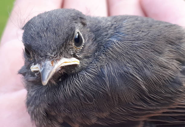 istock bird in the hand. Young bird macro 1327605249