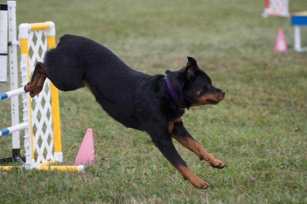 istock Rottweiler jumping a hurdle 1327605736