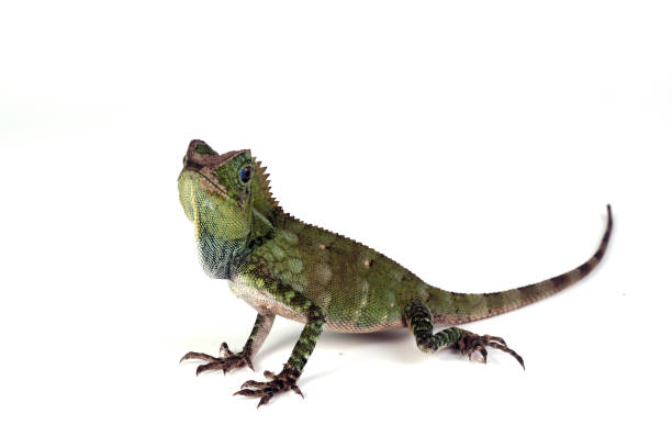 Fores dragon lizard on white background stock photo
